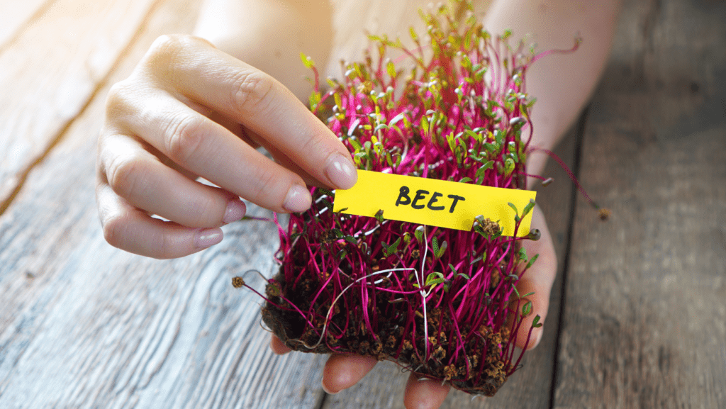 Microgreen Beet