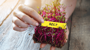 Microgreen Beet