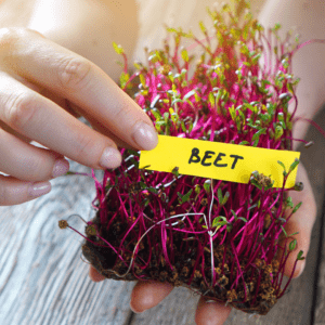 Microgreen Beet